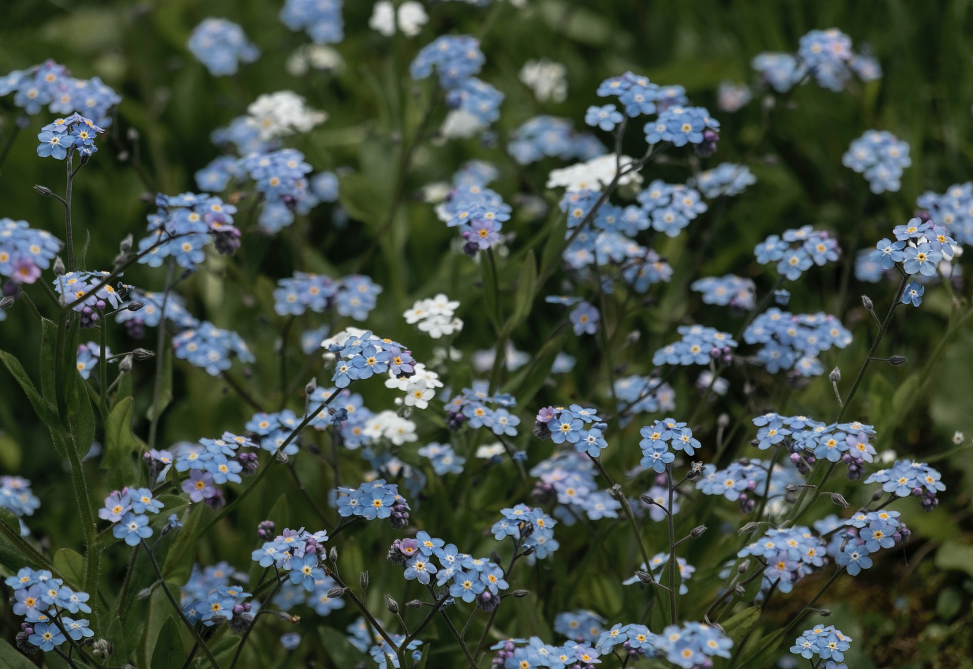 Forget me not flowers in a field. 