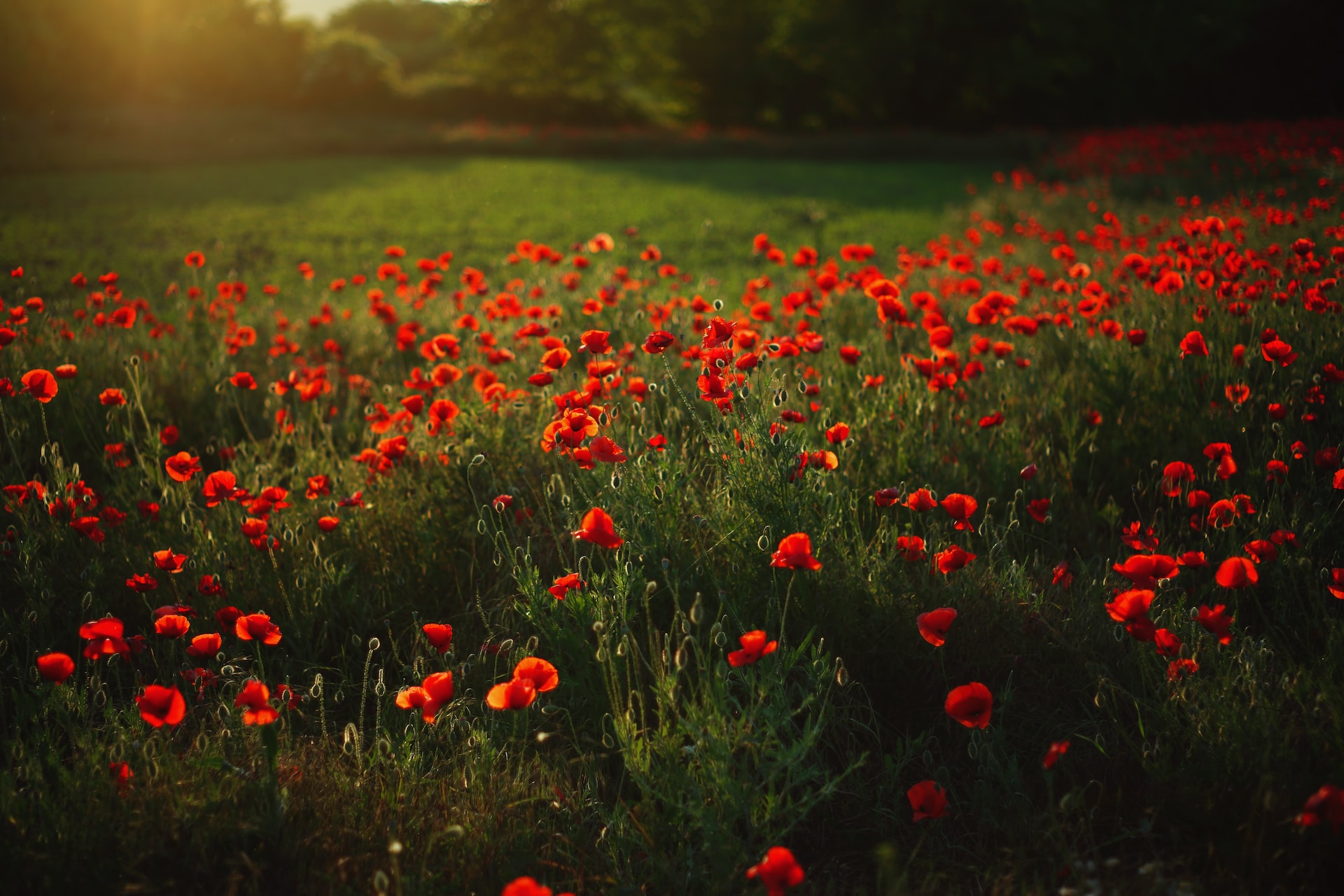 Field of poppies at sunset. 