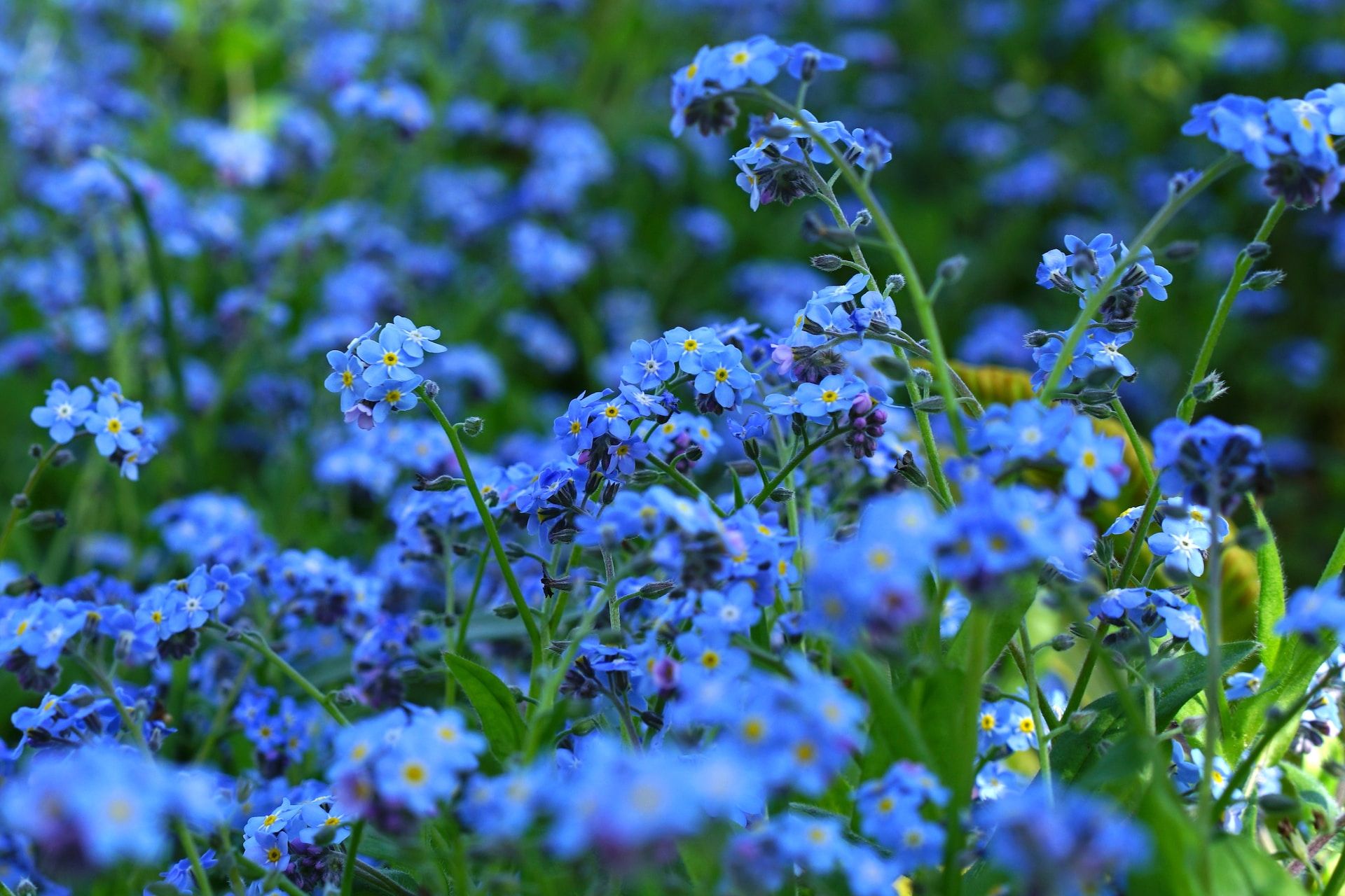 What To Write On Funeral Cards & Flowers