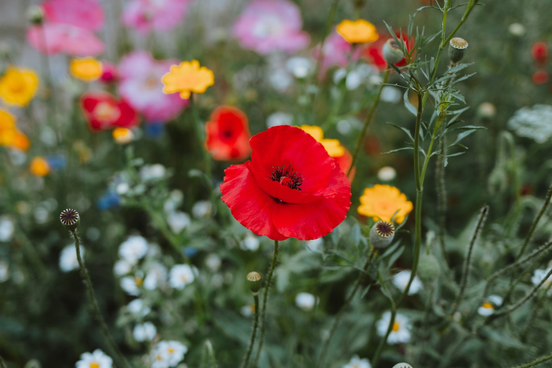 In Memory Quotes: Remembering a Loved One