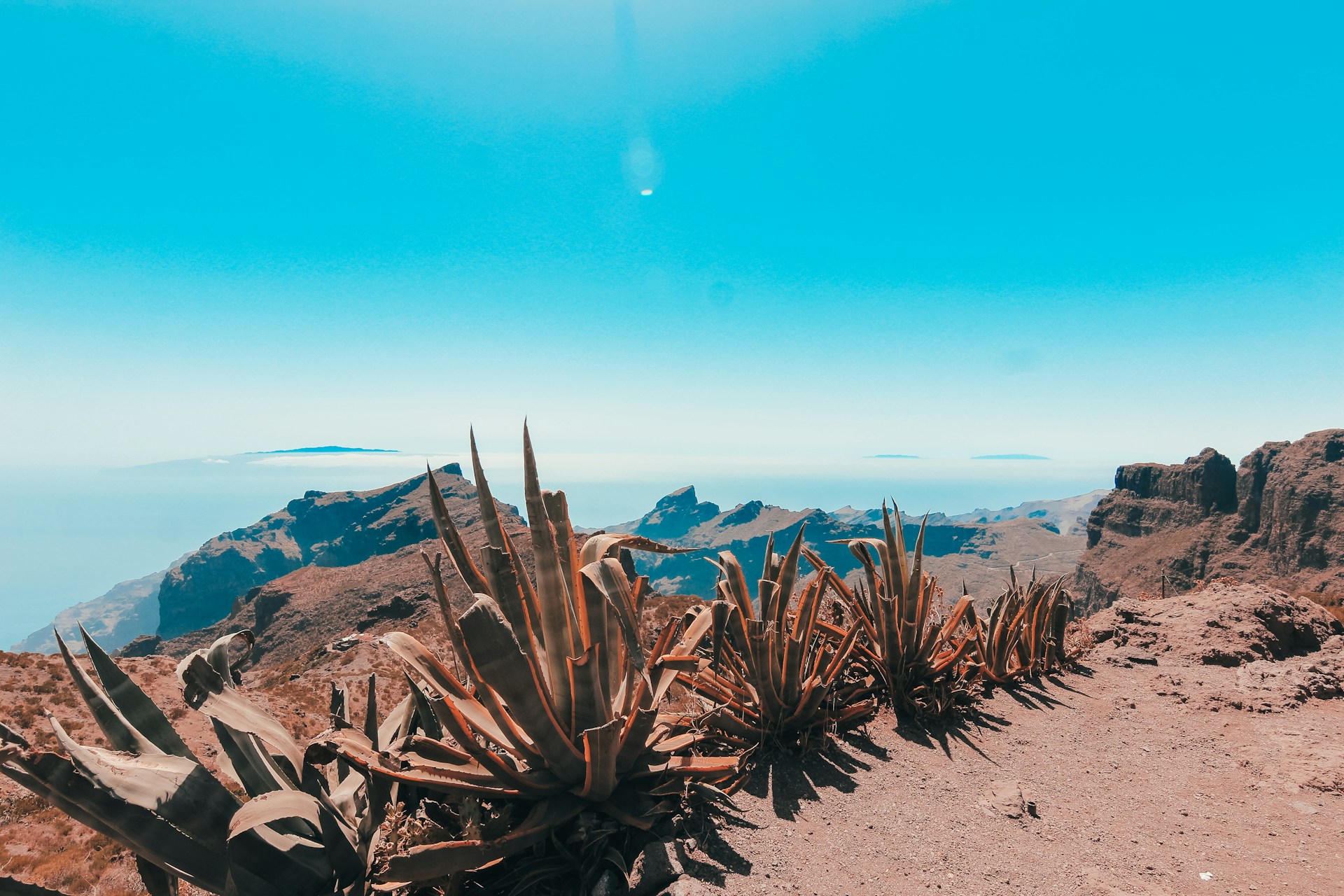 Aloe plants growing on sandy cliff edges in Tenerife.